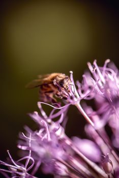 Bee collecting nectar on purple alum garlic flower. macro close-up.