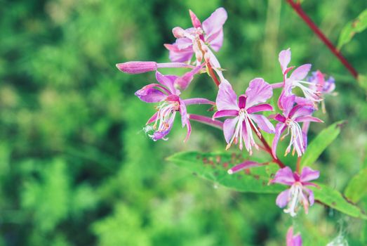 Blooming Willow herb Ivan tea fireweed Epilobium angustifolium macro closeup background.