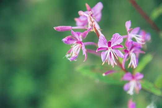 Blooming Willow herb Ivan tea fireweed Epilobium angustifolium macro closeup background.