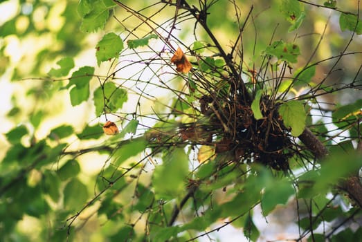 Birch branches and trunk with leafs look up. Summer scene.