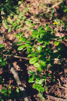 Northern Bilberry bush without berries at sunny day.