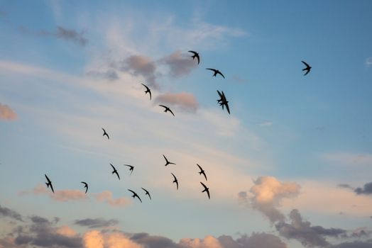 Flock of birds flying across a fiery sunset sky. Summer autumn scene. Horizontal picture.
