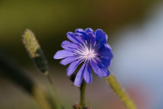 Close-up on blue flower on blurred bokeh background.