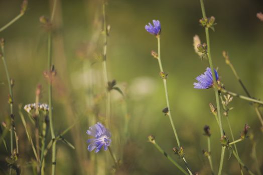 Close-up on blue flowers on blurred bokeh background.