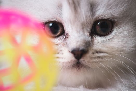 white adorable cat portrait close-up macro shot.