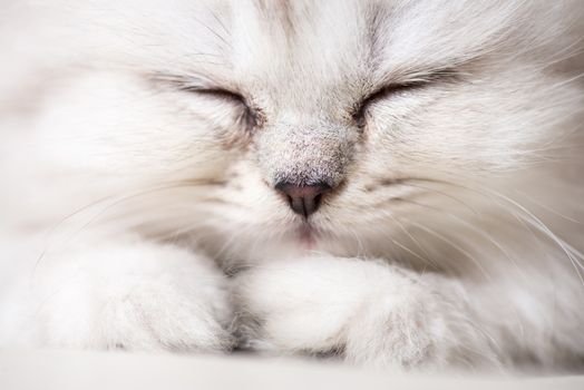 white adorable cat portrait close-up macro shot.