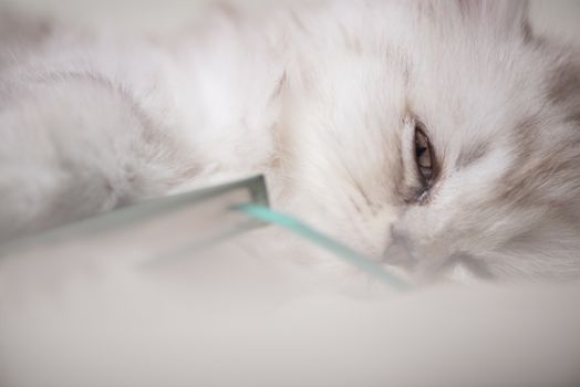 white adorable cat is sleeping after reading the book. portrait close-up macro shot.