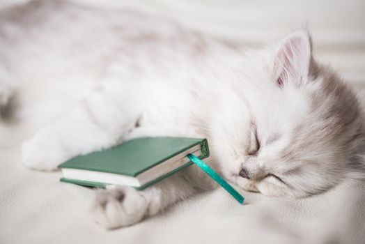 white adorable cat is sleeping after reading the book. portrait close-up macro shot.