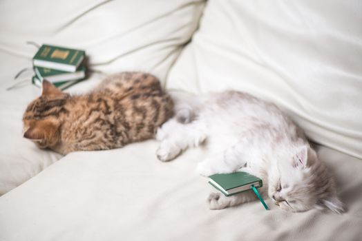 two adorable little cats are tired and sleeping after reading the books.