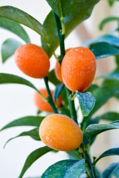 Apricots on a branch in the countryside of Crete