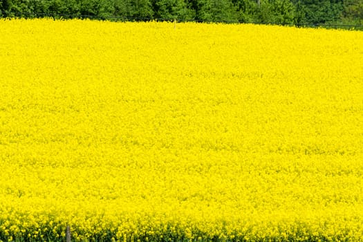 Blooming canola field with beautiful blue sky in the background.
Symbolizing green energy.