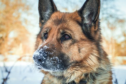 portrait of a german shepherd and nose in the snow