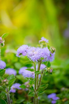 The background image of the colorful flowers, background nature