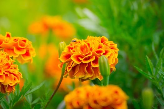 The background image of the colorful flowers, background nature