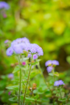 The background image of the colorful flowers, background nature