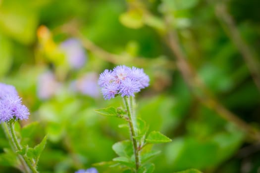 The background image of the colorful flowers, background nature