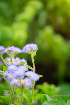 The background image of the colorful flowers, background nature