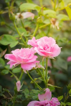 The background image of the colorful flowers, background nature