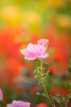 The background image of the colorful flowers, background nature