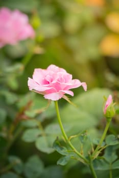 The background image of the colorful flowers, background nature