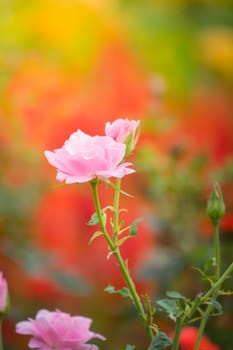 The background image of the colorful flowers, background nature