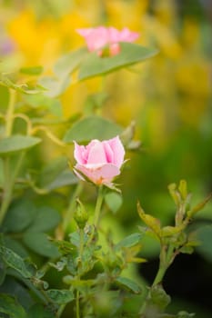 The background image of the colorful flowers, background nature