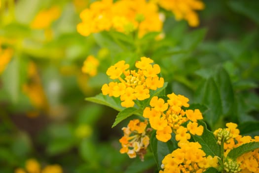 The background image of the colorful flowers, background nature