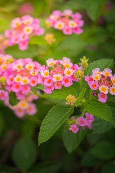 The background image of the colorful flowers, background nature