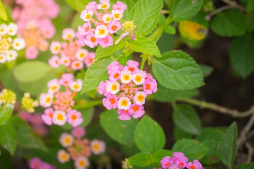 The background image of the colorful flowers, background nature