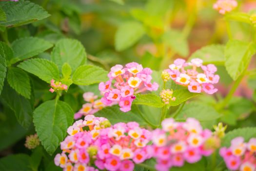 The background image of the colorful flowers, background nature