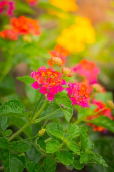 The background image of the colorful flowers, background nature