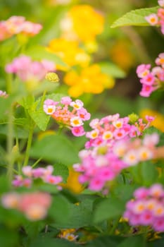 The background image of the colorful flowers, background nature