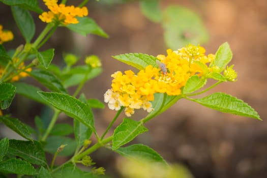 The background image of the colorful flowers, background nature