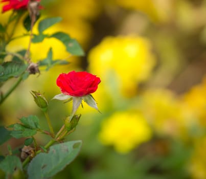 The background image of the colorful flowers, background nature