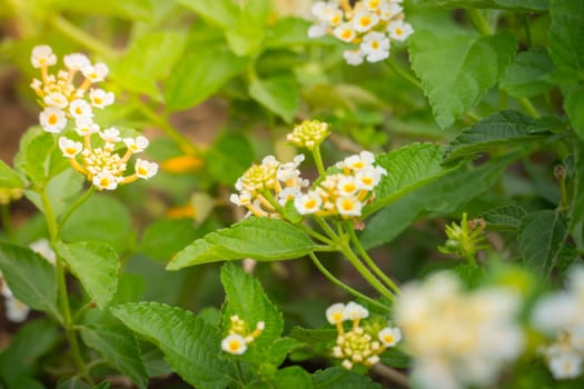 The background image of the colorful flowers, background nature