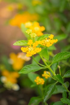 The background image of the colorful flowers, background nature