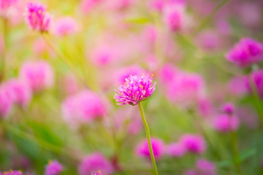 The background image of the colorful flowers, background nature