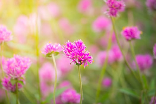 The background image of the colorful flowers, background nature