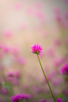 The background image of the colorful flowers, background nature