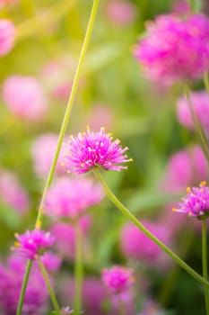 The background image of the colorful flowers, background nature