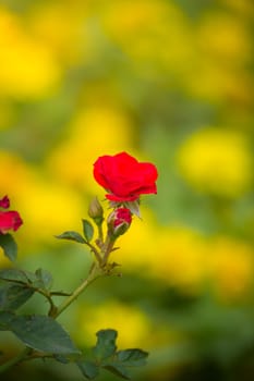 The background image of the colorful flowers, background nature