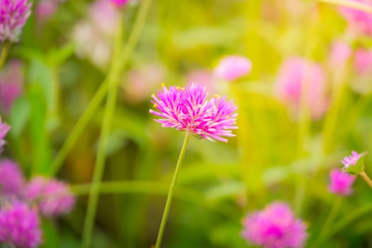 The background image of the colorful flowers, background nature