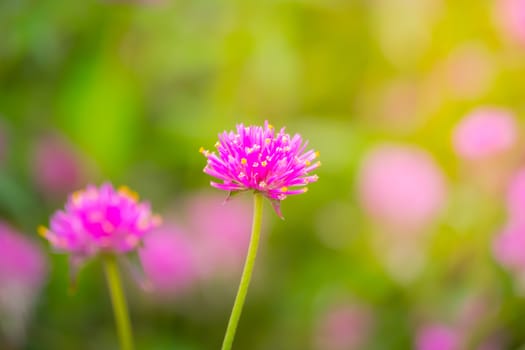 The background image of the colorful flowers, background nature