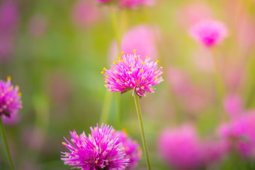 The background image of the colorful flowers, background nature