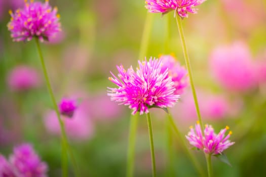 The background image of the colorful flowers, background nature