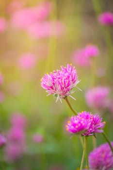 The background image of the colorful flowers, background nature