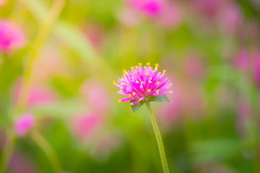 The background image of the colorful flowers, background nature