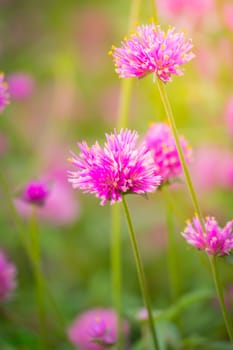 The background image of the colorful flowers, background nature