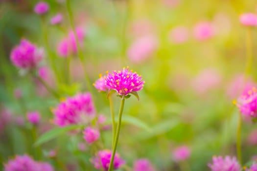 The background image of the colorful flowers, background nature