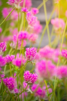 The background image of the colorful flowers, background nature